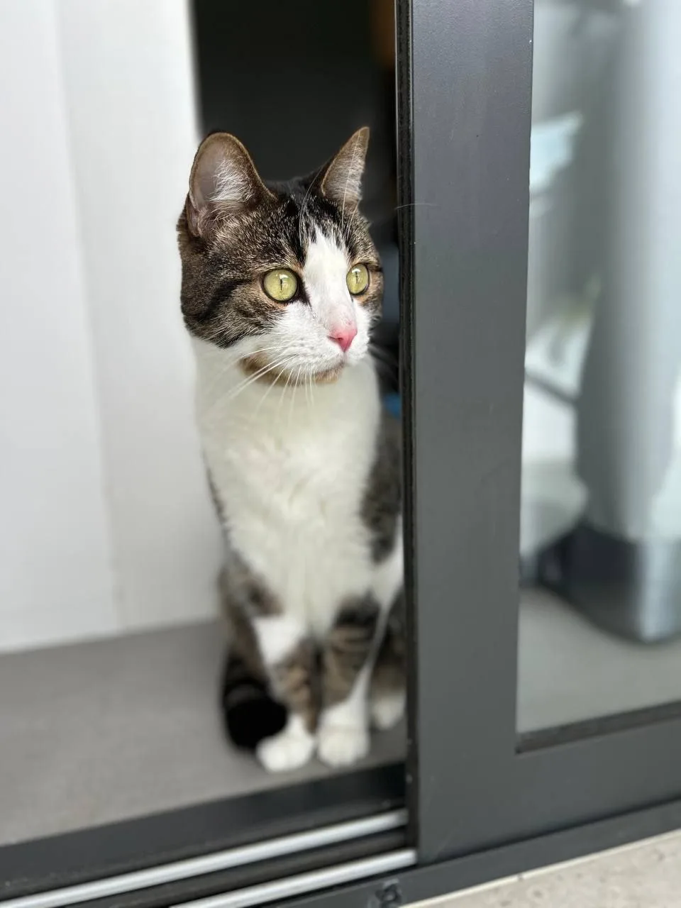 Pet sitting service Koh Samui
